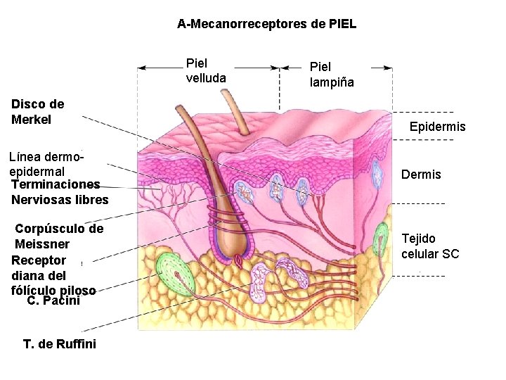 A-Mecanorreceptores de PIEL Piel velluda Disco de Merkel Línea dermoepidermal Terminaciones Nerviosas libres Corpúsculo A-Mecanorreceptores de PIEL Piel velluda Disco de Merkel Línea dermoepidermal Terminaciones Nerviosas libres Corpúsculo