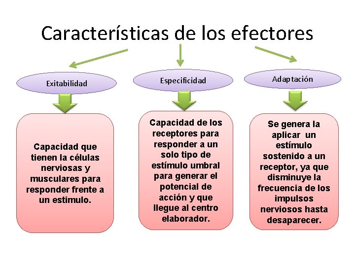 Características de los efectores Exitabilidad Especificidad Adaptación Capacidad que tienen la células nerviosas y Características de los efectores Exitabilidad Especificidad Adaptación Capacidad que tienen la células nerviosas y