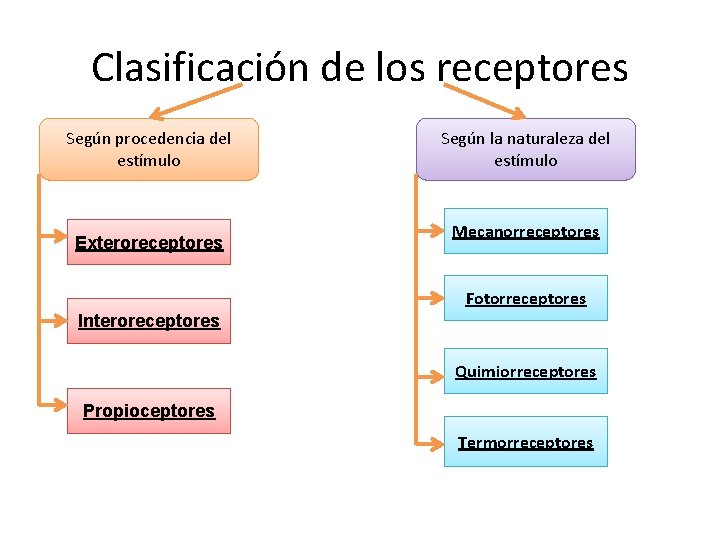 Clasificación de los receptores Según procedencia del estímulo Exteroreceptores Según la naturaleza del estímulo Clasificación de los receptores Según procedencia del estímulo Exteroreceptores Según la naturaleza del estímulo