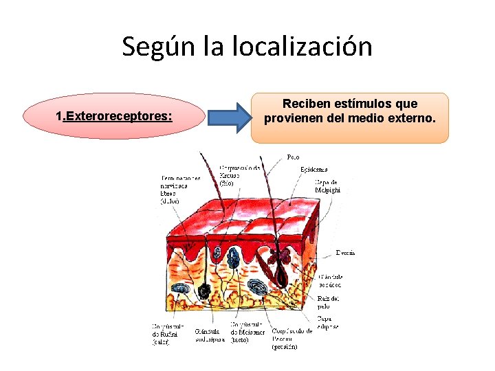 Según la localización 1. Exteroreceptores: Reciben estímulos que provienen del medio externo. Según la localización 1. Exteroreceptores: Reciben estímulos que provienen del medio externo.