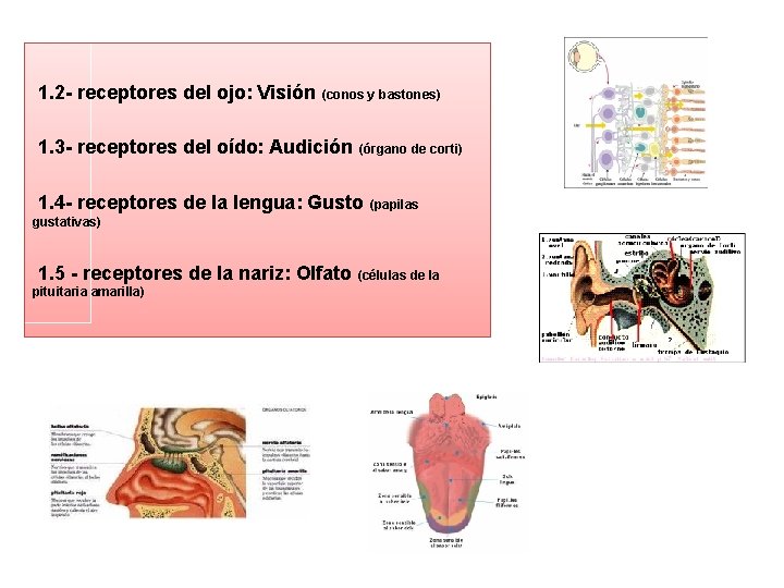 1. 2 - receptores del ojo: Visión (conos y bastones) 1. 3 - receptores 1. 2 - receptores del ojo: Visión (conos y bastones) 1. 3 - receptores