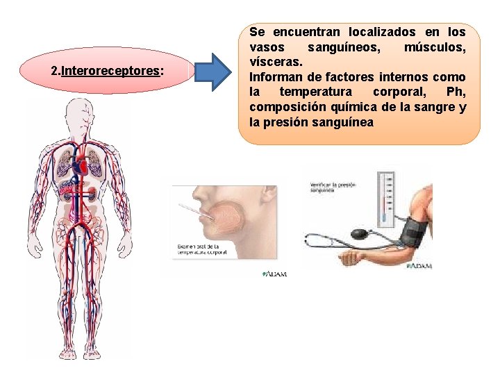 2. Interoreceptores: Se encuentran localizados en los vasos sanguíneos, músculos, vísceras. Informan de factores 2. Interoreceptores: Se encuentran localizados en los vasos sanguíneos, músculos, vísceras. Informan de factores