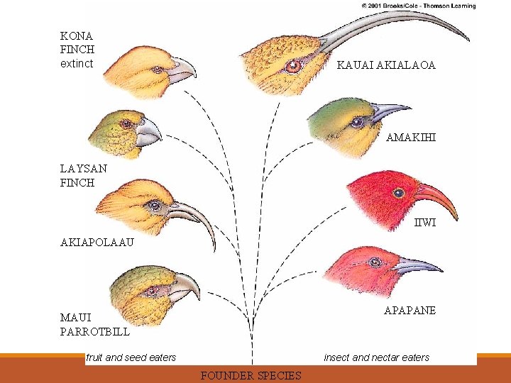 KONA FINCH extinct KAUAI AKIALAOA AMAKIHI LAYSAN FINCH IIWI AKIAPOLAAU APAPANE MAUI PARROTBILL fruit