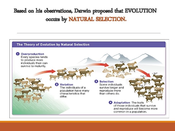 Based on his observations, Darwin proposed that EVOLUTION occurs by NATURAL SELECTION. 
