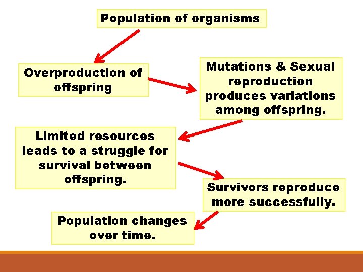 Population of organisms Overproduction of offspring Limited resources leads to a struggle for survival