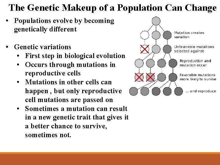 The Genetic Makeup of a Population Can Change • Populations evolve by becoming genetically