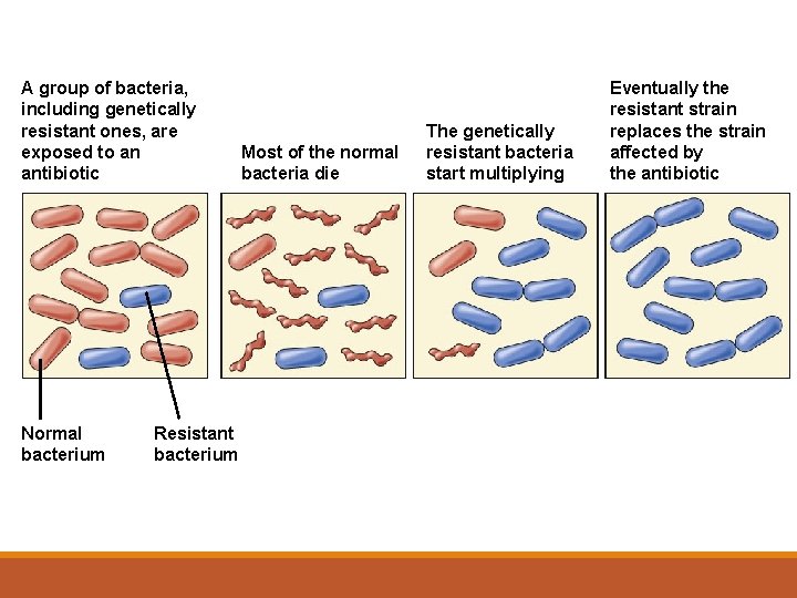 A group of bacteria, including genetically resistant ones, are exposed to an antibiotic Normal