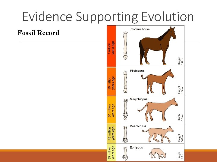 Evidence Supporting Evolution Fossil Record 