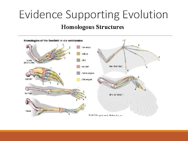 Evidence Supporting Evolution Homologous Structures 