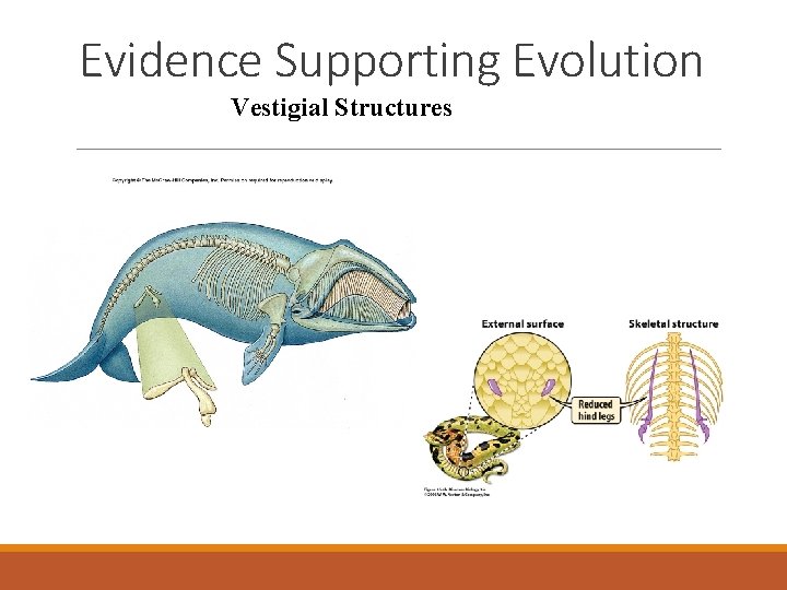 Evidence Supporting Evolution Vestigial Structures 