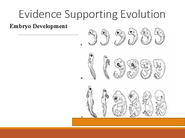 Evidence Supporting Evolution Embryo Development 