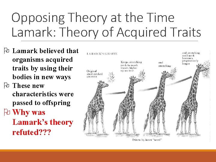 Opposing Theory at the Time Lamark: Theory of Acquired Traits O Lamark believed that