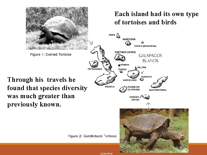 Each island had its own type of tortoises and birds Through his travels he