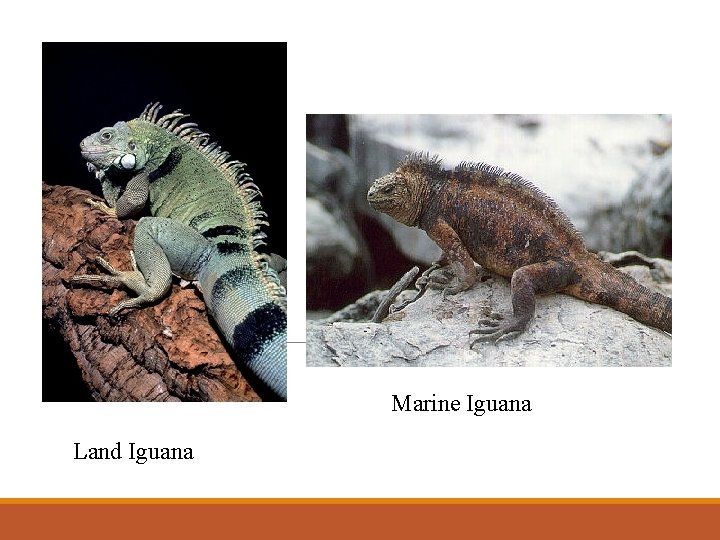 Marine Iguana Land Iguana 