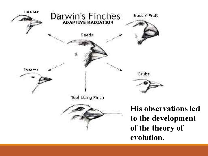His observations led to the development of theory of evolution. 
