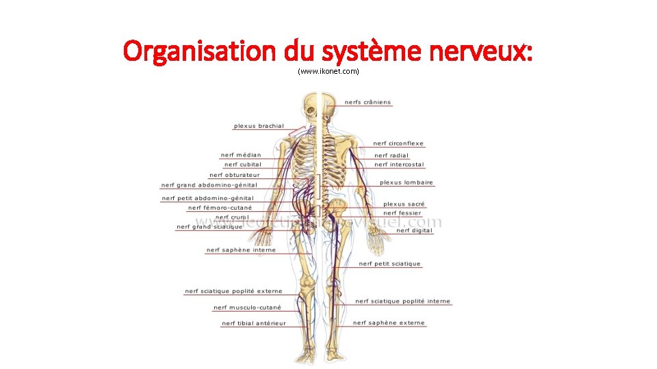 Organisation du système nerveux: (www. ikonet. com) 