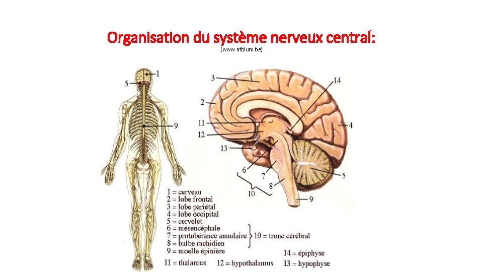 Organisation du système nerveux central: (www. afblum. be) 