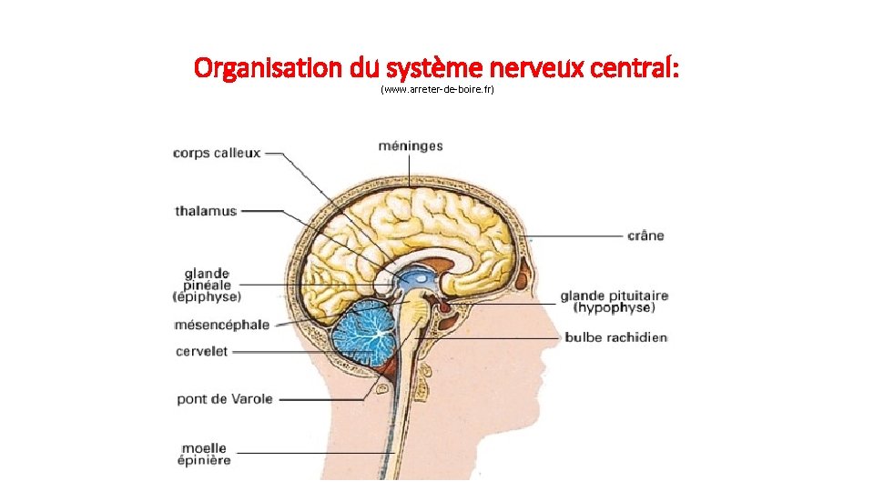 Organisation du système nerveux central: (www. arreter-de-boire. fr) 