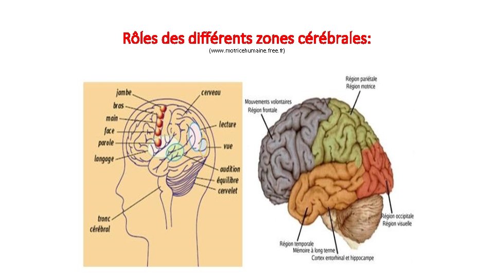 Rôles différents zones cérébrales: (www. motricehumaine. free. fr) 