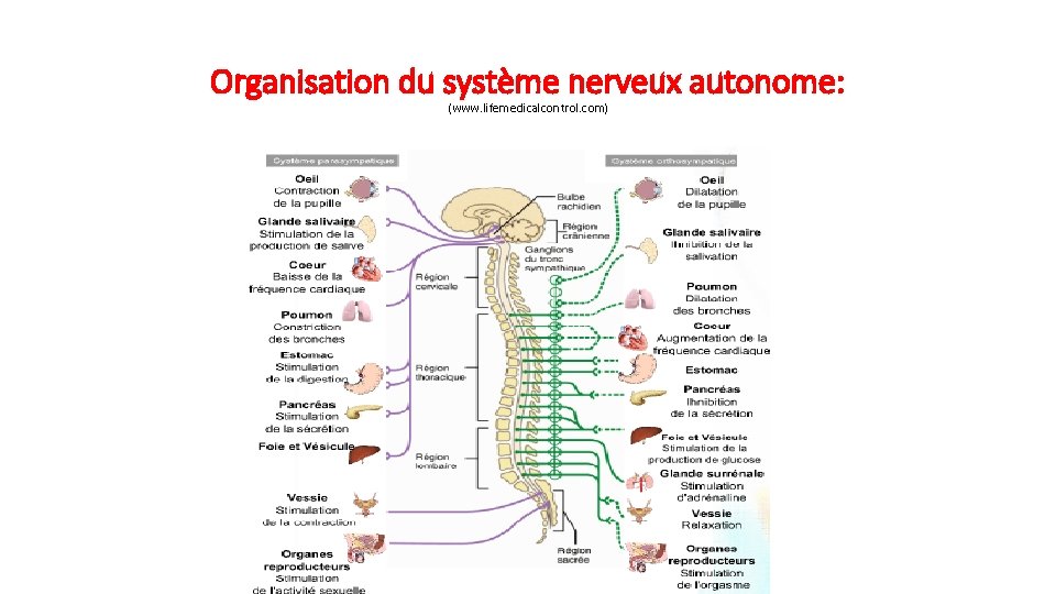 Organisation du système nerveux autonome: (www. lifemedicalcontrol. com) 