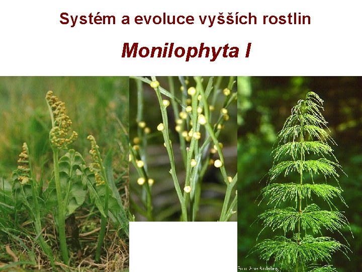Systém a evoluce vyšších rostlin Monilophyta I 