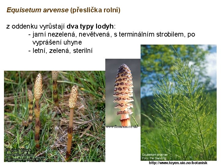 Equisetum arvense (přeslička rolní) z oddenku vyrůstají dva typy lodyh: - jarní nezelená, nevětvená,