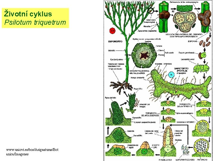 Životní cyklus Psilotum triquetrum www. uniovi. es/bos/Asignaturas/Bot anica/Imagenes 