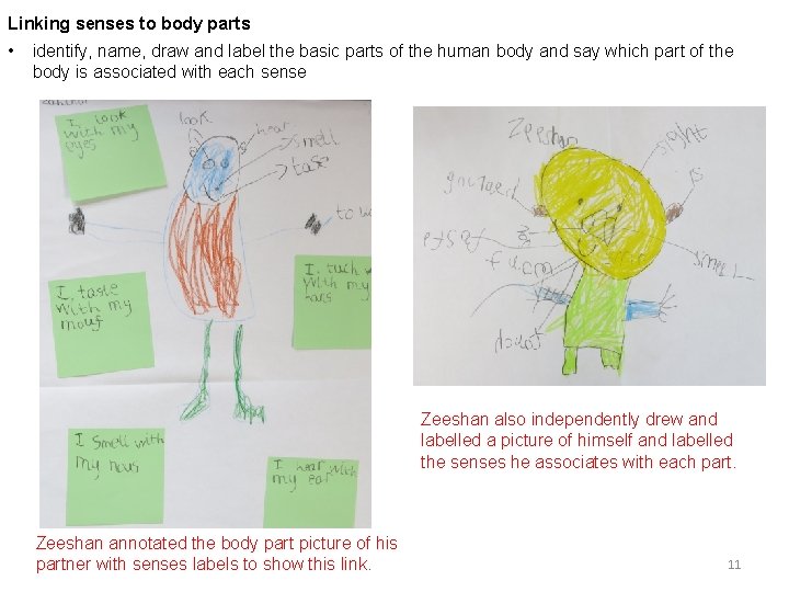 Linking senses to body parts • identify, name, draw and label the basic parts