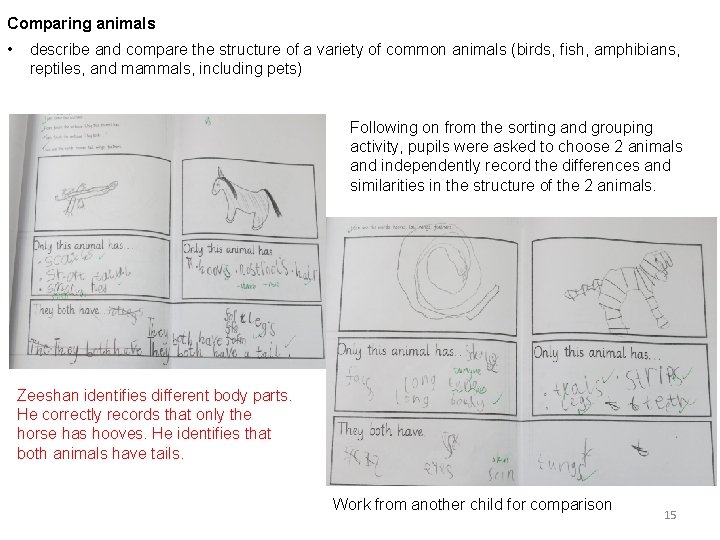 Comparing animals • describe and compare the structure of a variety of common animals
