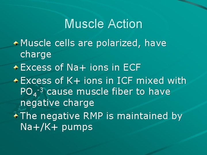 Muscle Action Muscle cells are polarized, have charge Excess of Na+ ions in ECF