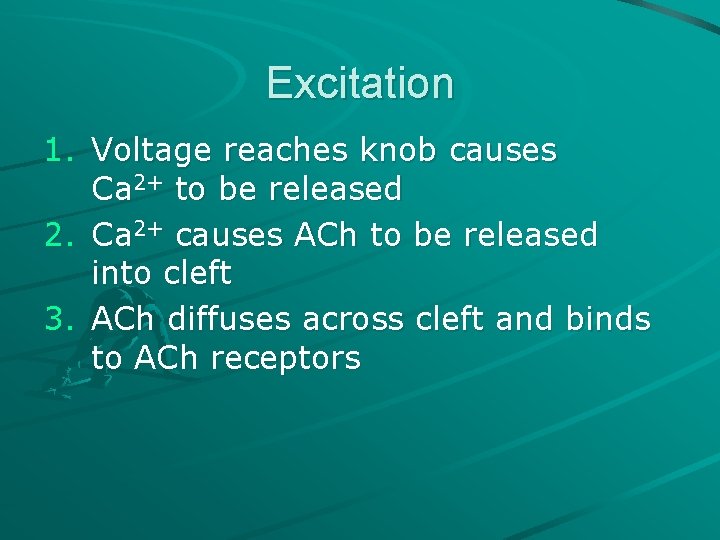 Excitation 1. Voltage reaches knob causes Ca 2+ to be released 2. Ca 2+