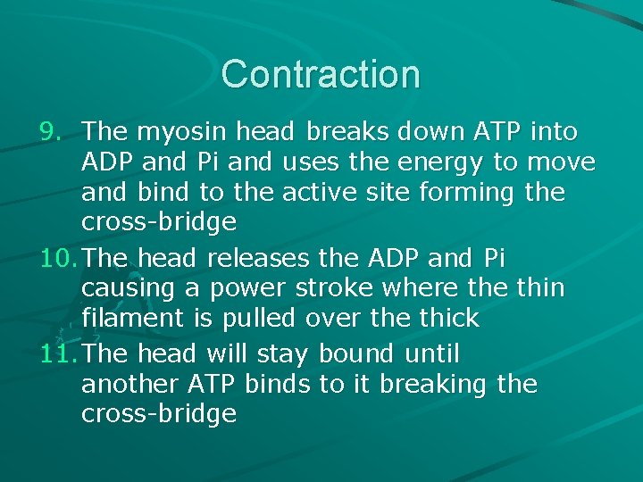 Contraction 9. The myosin head breaks down ATP into ADP and Pi and uses Contraction 9. The myosin head breaks down ATP into ADP and Pi and uses