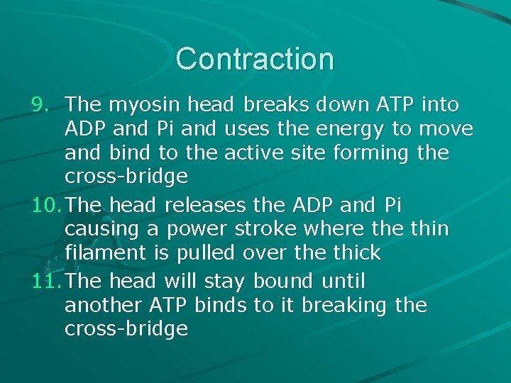 Contraction 9. The myosin head breaks down ATP into ADP and Pi and uses