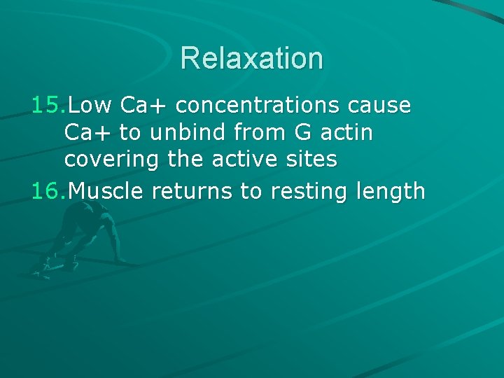 Relaxation 15. Low Ca+ concentrations cause Ca+ to unbind from G actin covering the Relaxation 15. Low Ca+ concentrations cause Ca+ to unbind from G actin covering the
