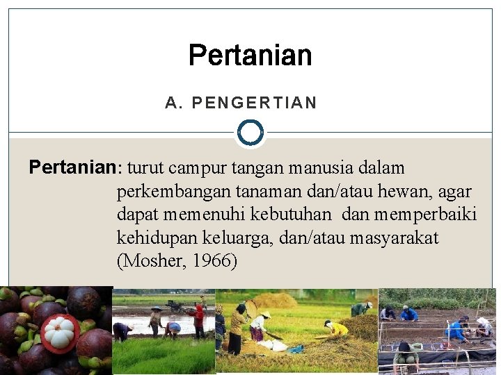 Pertanian A. PENGERTIAN Pertanian: turut campur tangan manusia dalam perkembangan tanaman dan/atau hewan, agar