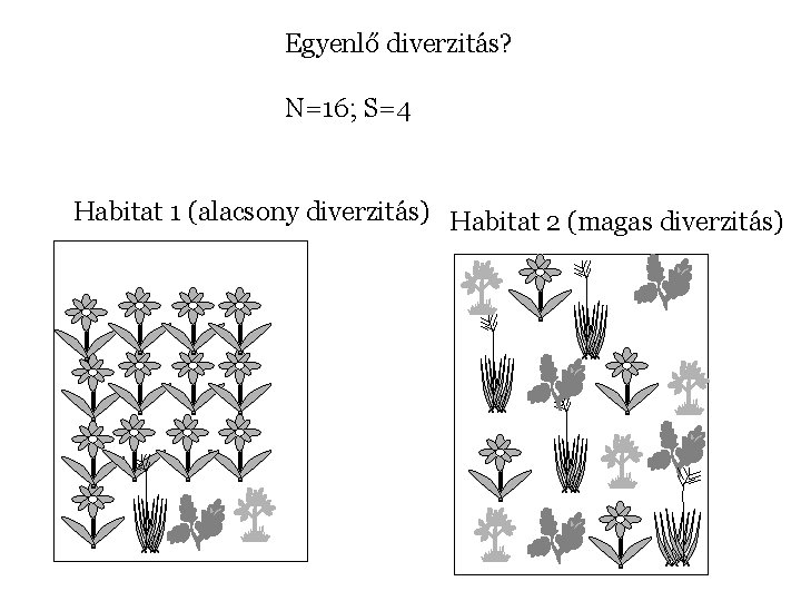 Egyenlő diverzitás? N=16; S=4 Habitat 1 (alacsony diverzitás) Habitat 2 (magas diverzitás) 