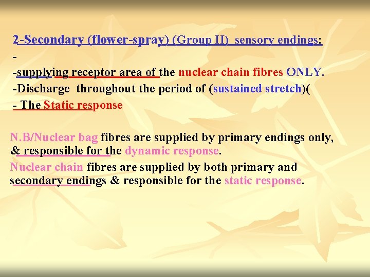 2 -Secondary (flower-spray) (Group II) sensory endings: -supplying receptor area of the nuclear chain