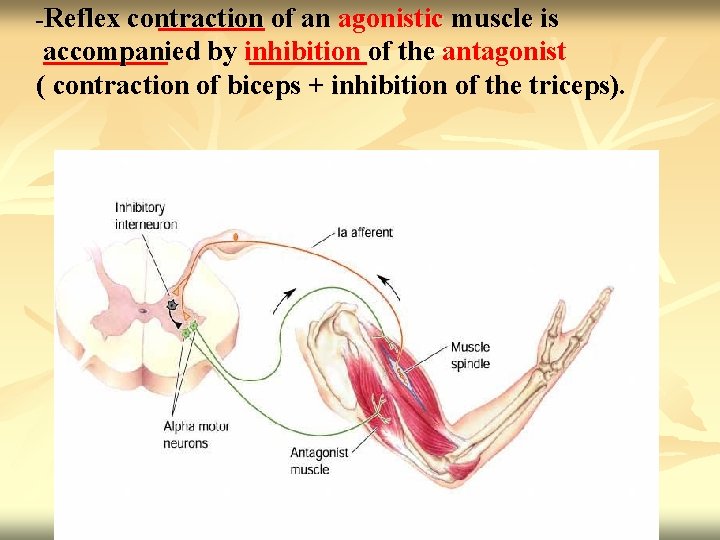 -Reflex contraction of an agonistic muscle is accompanied by inhibition of the antagonist (