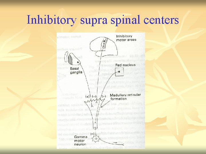 Inhibitory supra spinal centers 