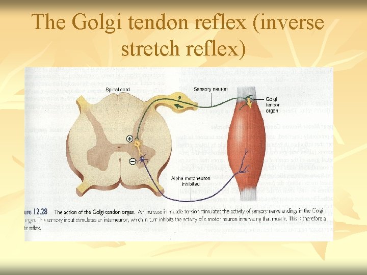 The Golgi tendon reflex (inverse stretch reflex) 