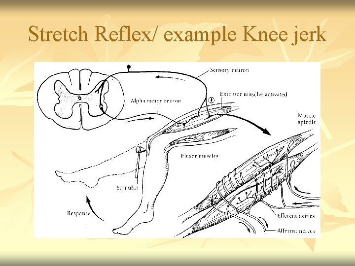 Stretch Reflex/ example Knee jerk 