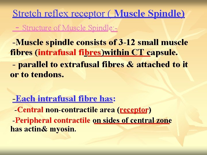 Stretch reflex receptor ( Muscle Spindle) - Structure of Muscle Spindle: -Muscle spindle consists