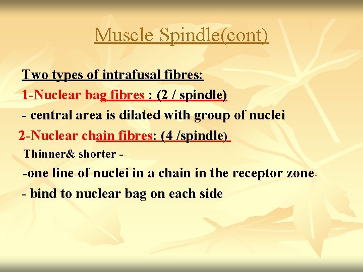 Muscle Spindle(cont) Two types of intrafusal fibres: 1 -Nuclear bag fibres : (2 /