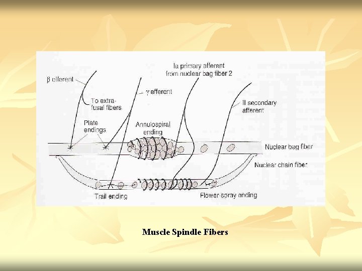 Muscle Spindle Fibers 