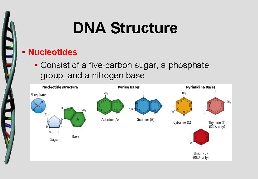 DNA Structure § Nucleotides § Consist of a five-carbon sugar, a phosphate group, and