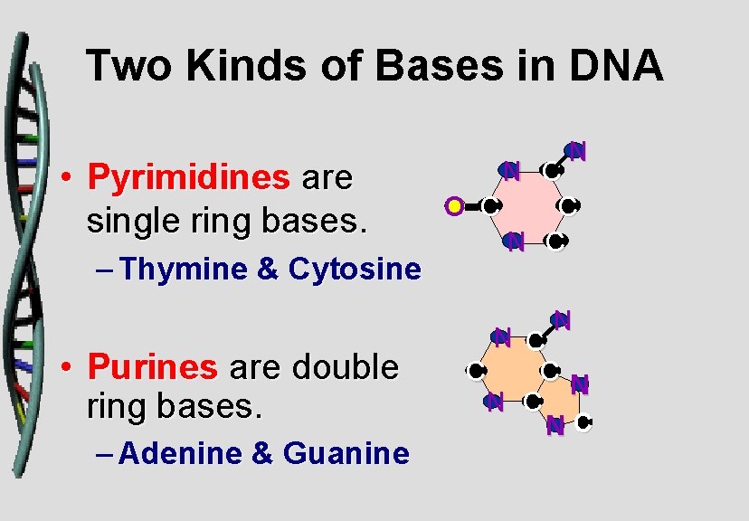Two Kinds of Bases in DNA • Pyrimidines are single ring bases. – Thymine