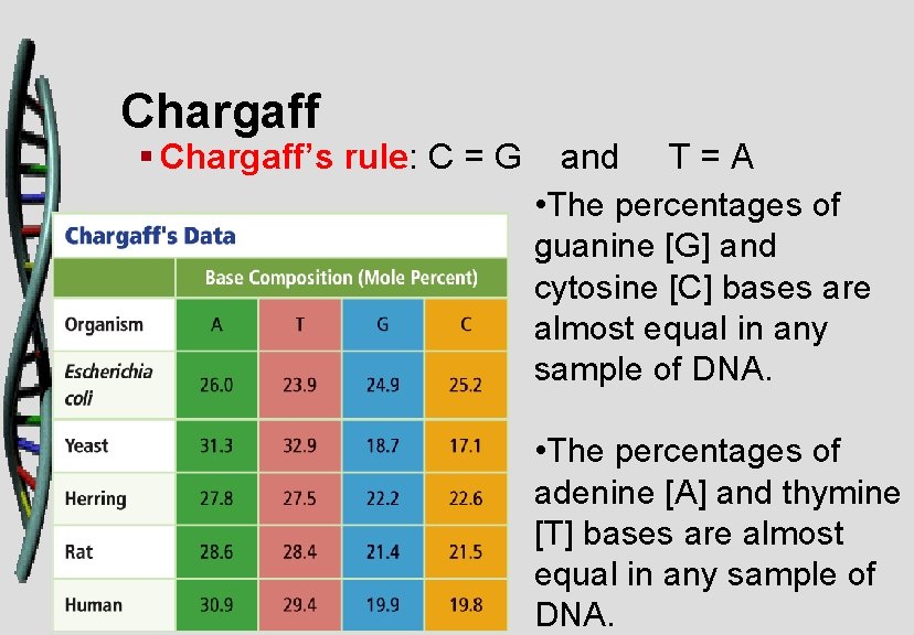 Chargaff § Chargaff’s rule: C = G and T = A • The percentages