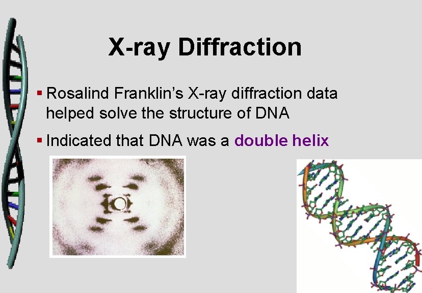 X-ray Diffraction § Rosalind Franklin’s X-ray diffraction data helped solve the structure of DNA