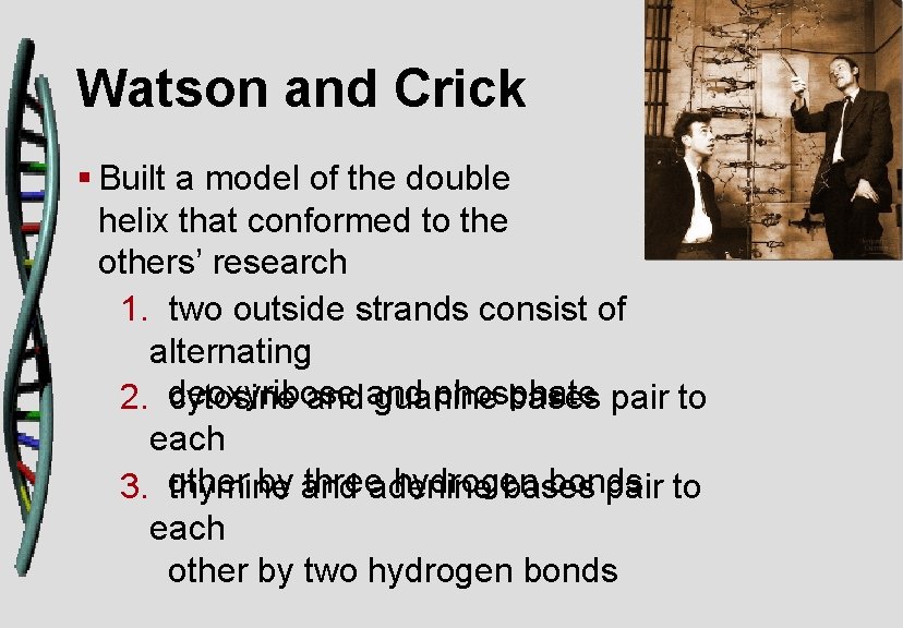 Watson and Crick § Built a model of the double helix that conformed to
