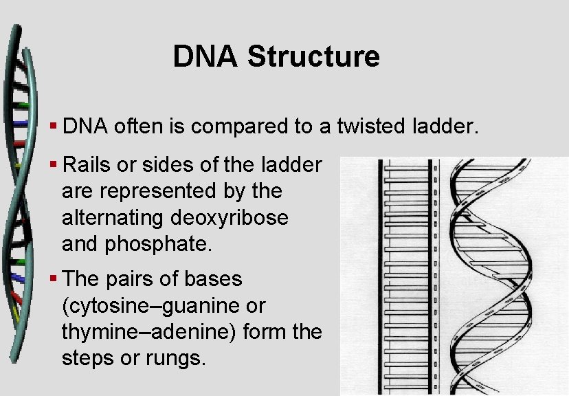 DNA Structure § DNA often is compared to a twisted ladder. § Rails or